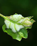 Midge Gall (Underside) - Macrodiplosis niveipila Host: Oak (Quercus) that had been decimated by Lymantria dispar caterpillars.<br />
https://www.jungledragon.com/image/145932/midge_gall_-_macrodiplosis_niveipila.html Geotagged,Macrodiplosis niveipila,Spring,United States