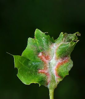 Midge Gall - Macrodiplosis niveipila Host: Oak (Quercus) that had been decimated by Lymantria dispar caterpillars.
https://www.jungledragon.com/image/145931/midge_gall_underside_-_macrodiplosis_niveipila.html Cecidomyiidae,Geotagged,Macrodiplosis,Macrodiplosis niveipila,Spring,United States,gall,oak,quercus