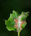 Midge Gall - Macrodiplosis niveipila Host: Oak (Quercus) that had been decimated by Lymantria dispar caterpillars.<br />
https://www.jungledragon.com/image/145931/midge_gall_underside_-_macrodiplosis_niveipila.html Cecidomyiidae,Geotagged,Macrodiplosis,Macrodiplosis niveipila,Spring,United States,gall,oak,quercus