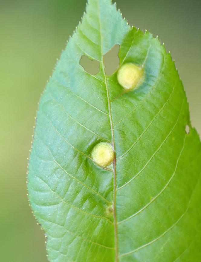 Galls on Hickory (Carya sp.) Host: Hickory (Carya sp.)<br />
<figure class="photo"><a href="https://www.jungledragon.com/image/145934/galls_underside_on_hickory_carya_sp.html" title="Galls (Underside) on Hickory (Carya sp.)"><img src="https://s3.amazonaws.com/media.jungledragon.com/images/3232/145934_thumb.jpg?AWSAccessKeyId=05GMT0V3GWVNE7GGM1R2&Expires=1770854410&Signature=z%2BUQsTIw44o3W6ecsSCHe49jpyw%3D" width="200" height="146" alt="Galls (Underside) on Hickory (Carya sp.) Host: Hickory (Carya sp.)<br />
https://www.jungledragon.com/image/145933/galls_on_hickory_carya_sp.html Geotagged,Spring,United States,galls" /></a></figure> Caryomyia,Geotagged,Spring,United States,carya,gall,hickory,insect