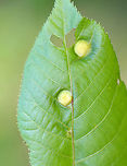Galls on Hickory (Carya sp.) Host: Hickory (Carya sp.)<br />
https://www.jungledragon.com/image/145934/galls_underside_on_hickory_carya_sp.html Caryomyia,Geotagged,Spring,United States,carya,gall,hickory,insect