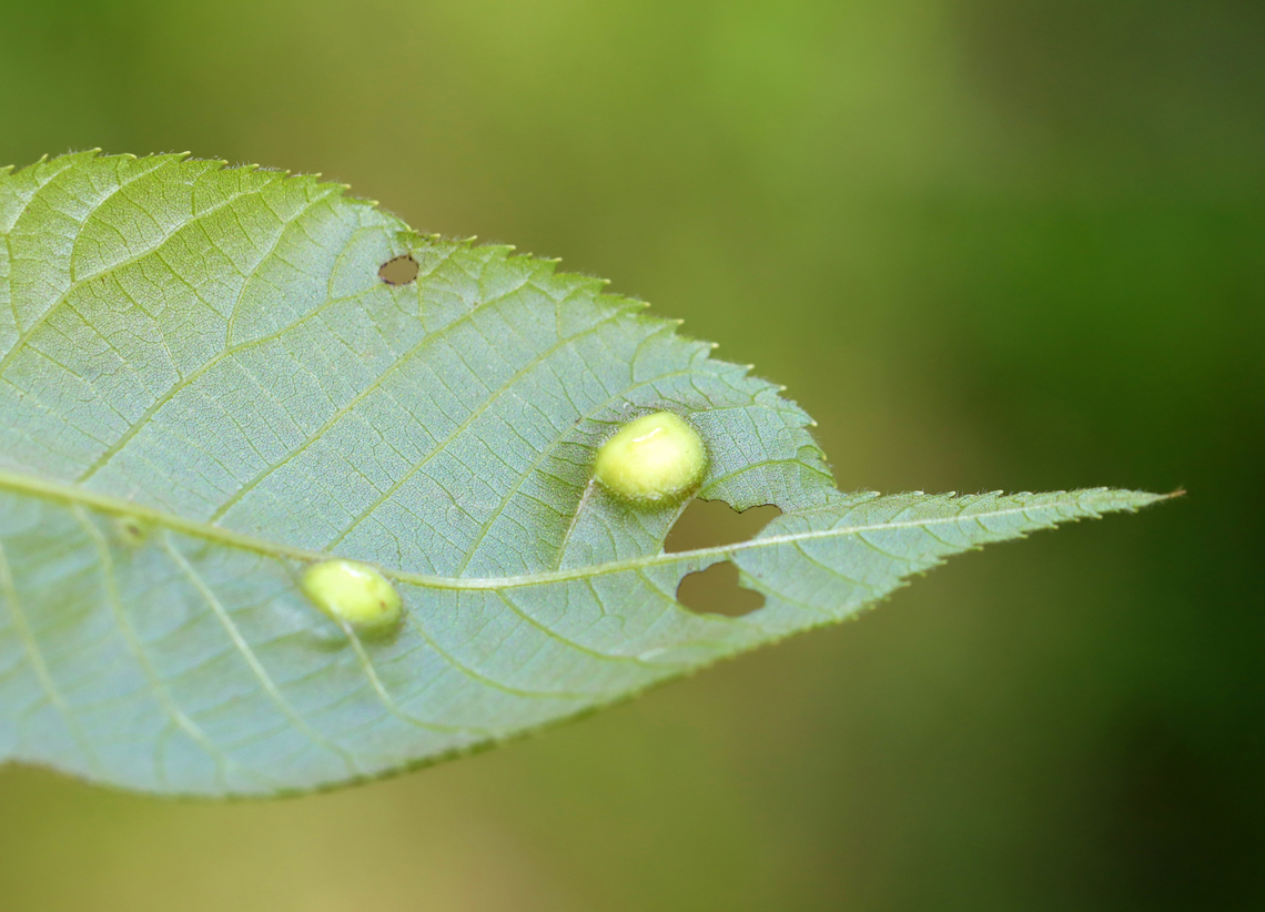 Galls (Underside) on Hickory (Carya sp.) Host: Hickory (Carya sp.)<br />
<figure class="photo"><a href="https://www.jungledragon.com/image/145933/galls_on_hickory_carya_sp.html" title="Galls on Hickory (Carya sp.)"><img src="https://s3.amazonaws.com/media.jungledragon.com/images/3232/145933_thumb.jpg?AWSAccessKeyId=05GMT0V3GWVNE7GGM1R2&Expires=1770854410&Signature=iSErm1wL4Pxo%2B7Sba%2Bvk3Oyankk%3D" width="118" height="152" alt="Galls on Hickory (Carya sp.) Host: Hickory (Carya sp.)<br />
https://www.jungledragon.com/image/145934/galls_underside_on_hickory_carya_sp.html Caryomyia,Geotagged,Spring,United States,carya,gall,hickory,insect" /></a></figure> Geotagged,Spring,United States,galls