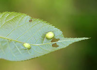 Galls (Underside) on Hickory (Carya sp.) Host: Hickory (Carya sp.)<br />
https://www.jungledragon.com/image/145933/galls_on_hickory_carya_sp.html Geotagged,Spring,United States,galls