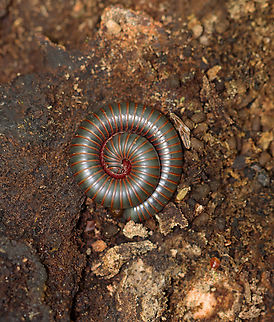 American giant millipede - Narceus americanus Habitat: Under rotting wood; mixed forest American giant millipede,Geotagged,Narceus,Narceus americanus,Spring,United States,millipede