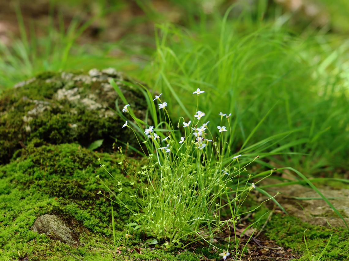 Azure Bluets - Houstonia caerulea Habitat: Forest edge Azure Bluet,Geotagged,Houstonia,Houstonia caerulea,Spring,United States,bluet