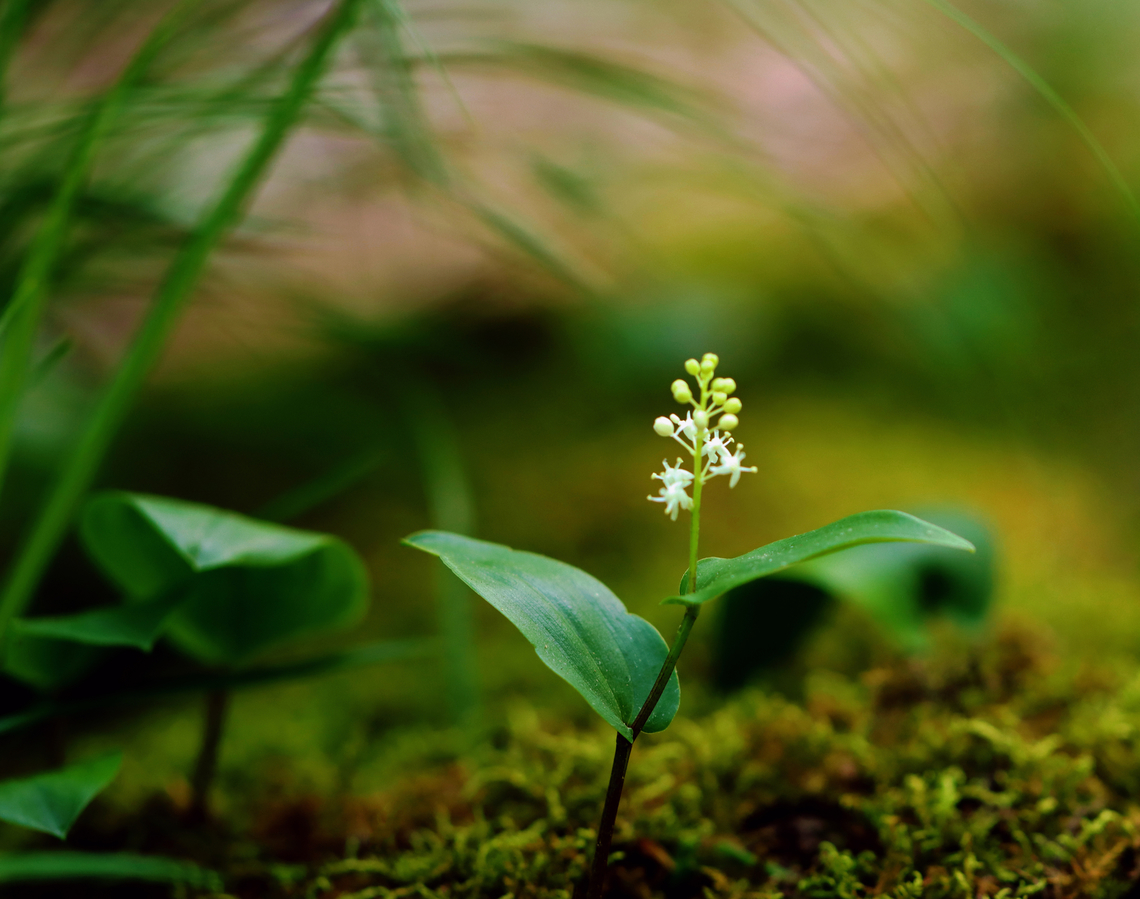 Canada Mayflower - Maianthemum canadense A common, low-growing wildflower in late spring.<br />
<br />
Habitat: Mixed forest Canada Mayflower,Geotagged,Maianthemum,Maianthemum canadense,Spring,United States,mayflower