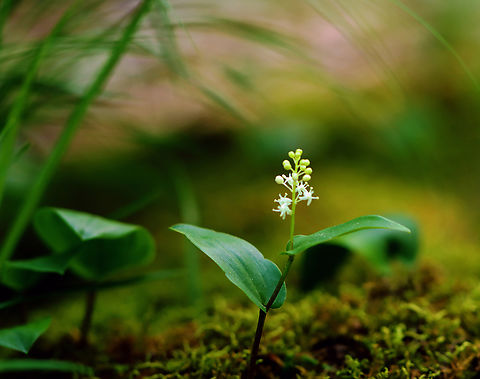 Canada Mayflower - Maianthemum canadense A common, low-growing wildflower in late spring.

Habitat: Mixed forest Canada Mayflower,Geotagged,Maianthemum,Maianthemum canadense,Spring,United States,mayflower