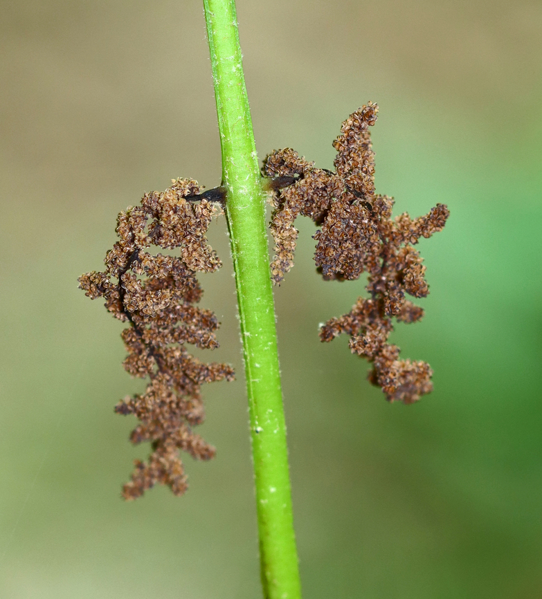 Interrupted Fern - Osmunda claytoniana This species gets its common name from the distinct interruptions present in the center of the fronds, which are caused by the fertile pinnae.<br />
<br />
Habitat: Mixed forest<br />
<figure class="photo"><a href="https://www.jungledragon.com/image/146115/interrupted_fern_-_osmunda_claytoniana.html" title="Interrupted Fern - Osmunda claytoniana"><img src="https://s3.amazonaws.com/media.jungledragon.com/images/3232/146115_thumb.jpg?AWSAccessKeyId=05GMT0V3GWVNE7GGM1R2&Expires=1763596810&Signature=7RKOvY9IE%2BEnrBRjxYS%2FSIPKWoU%3D" width="138" height="152" alt="Interrupted Fern - Osmunda claytoniana This species gets its common name from the distinct interruptions present in the center of the fronds, which are caused by the fertile pinnae.<br />
<br />
Habitat: Mixed forest<br />
https://www.jungledragon.com/image/146115/interrupted_fern_-_osmunda_claytoniana.html<br />
https://www.jungledragon.com/image/146117/interrupted_fern_-_osmunda_claytoniana.html<br />
https://www.jungledragon.com/image/146116/interrupted_fern_-_osmunda_claytoniana.html Geotagged,Interrupted Fern,Osmunda,Osmunda claytoniana,Spring,United States,fern" /></a></figure><br />
<figure class="photo"><a href="https://www.jungledragon.com/image/146117/interrupted_fern_-_osmunda_claytoniana.html" title="Interrupted Fern - Osmunda claytoniana"><img src="https://s3.amazonaws.com/media.jungledragon.com/images/3232/146117_thumb.jpg?AWSAccessKeyId=05GMT0V3GWVNE7GGM1R2&Expires=1763596810&Signature=Y%2FCMe3XALiW9Rqf%2FIkTed6%2F2gN4%3D" width="102" height="152" alt="Interrupted Fern - Osmunda claytoniana This species gets its common name from the distinct interruptions present in the center of the fronds, which are caused by the fertile pinnae.<br />
<br />
Habitat: Mixed forest<br />
https://www.jungledragon.com/image/146115/interrupted_fern_-_osmunda_claytoniana.html<br />
https://www.jungledragon.com/image/146117/interrupted_fern_-_osmunda_claytoniana.html<br />
https://www.jungledragon.com/image/146116/interrupted_fern_-_osmunda_claytoniana.html Geotagged,Interrupted Fern,Osmunda claytoniana,Spring,United States" /></a></figure><br />
<figure class="photo"><a href="https://www.jungledragon.com/image/146116/interrupted_fern_-_osmunda_claytoniana.html" title="Interrupted Fern - Osmunda claytoniana"><img src="https://s3.amazonaws.com/media.jungledragon.com/images/3232/146116_thumb.jpg?AWSAccessKeyId=05GMT0V3GWVNE7GGM1R2&Expires=1763596810&Signature=GC0wDoesppH3drSwlpsNyhlCuw0%3D" width="122" height="152" alt="Interrupted Fern - Osmunda claytoniana This species gets its common name from the distinct interruptions present in the center of the fronds, which are caused by the fertile pinnae.<br />
<br />
Habitat: Mixed forest<br />
https://www.jungledragon.com/image/146115/interrupted_fern_-_osmunda_claytoniana.html<br />
https://www.jungledragon.com/image/146117/interrupted_fern_-_osmunda_claytoniana.html<br />
https://www.jungledragon.com/image/146116/interrupted_fern_-_osmunda_claytoniana.html Geotagged,Interrupted Fern,Osmunda claytoniana,Spring,United States" /></a></figure> Geotagged,Interrupted Fern,Osmunda,Osmunda claytoniana,Spring,United States,fern