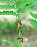 Interrupted Fern - Osmunda claytoniana This species gets its common name from the distinct interruptions present in the center of the fronds, which are caused by the fertile pinnae.<br />
<br />
Habitat: Mixed forest<br />
https://www.jungledragon.com/image/146115/interrupted_fern_-_osmunda_claytoniana.html<br />
https://www.jungledragon.com/image/146117/interrupted_fern_-_osmunda_claytoniana.html<br />
https://www.jungledragon.com/image/146116/interrupted_fern_-_osmunda_claytoniana.html Geotagged,Interrupted Fern,Osmunda claytoniana,Spring,United States