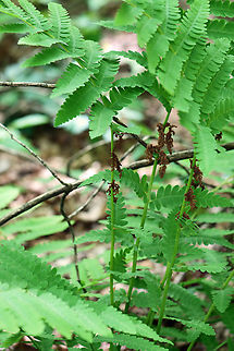 Interrupted Fern - Osmunda claytoniana This species gets its common name from the distinct interruptions present in the center of the fronds, which are caused by the fertile pinnae.

Habitat: Mixed forest
https://www.jungledragon.com/image/146115/interrupted_fern_-_osmunda_claytoniana.html
https://www.jungledragon.com/image/146117/interrupted_fern_-_osmunda_claytoniana.html
https://www.jungledragon.com/image/146116/interrupted_fern_-_osmunda_claytoniana.html Geotagged,Interrupted Fern,Osmunda claytoniana,Spring,United States