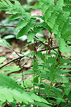 Interrupted Fern - Osmunda claytoniana This species gets its common name from the distinct interruptions present in the center of the fronds, which are caused by the fertile pinnae.<br />
<br />
Habitat: Mixed forest<br />
https://www.jungledragon.com/image/146115/interrupted_fern_-_osmunda_claytoniana.html<br />
https://www.jungledragon.com/image/146117/interrupted_fern_-_osmunda_claytoniana.html<br />
https://www.jungledragon.com/image/146116/interrupted_fern_-_osmunda_claytoniana.html Geotagged,Interrupted Fern,Osmunda claytoniana,Spring,United States