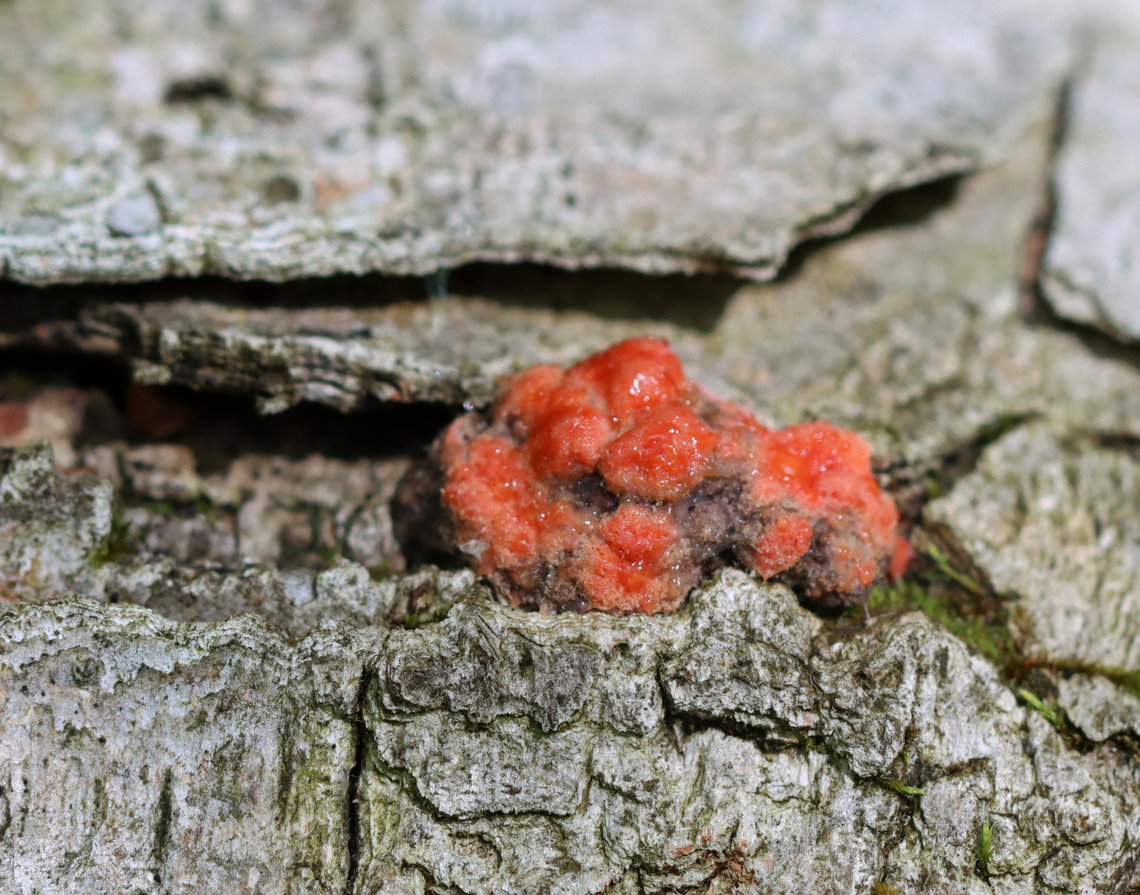 Slime Mold - Class Myxomycetes, Lycogala epidendrum? Not sure of the ID. It seems likely, but I have never seen it grow in small round-ish clusters like this.<br />
<br />
Habitat: Rotting birch; mixed forest<br />
<figure class="photo"><a href="https://www.jungledragon.com/image/146119/slime_mold_-_class_myxomycetes_lycogala_epidendrum.html" title="Slime Mold - Class Myxomycetes, Lycogala epidendrum?"><img src="https://s3.amazonaws.com/media.jungledragon.com/images/3232/146119_thumb.jpg?AWSAccessKeyId=05GMT0V3GWVNE7GGM1R2&Expires=1770854410&Signature=wUcJkeIjKAWghhnWFxQVvfzZQqI%3D" width="118" height="152" alt="Slime Mold - Class Myxomycetes, Lycogala epidendrum? Not sure of the ID. It seems likely, but I have never seen it grow in small round-ish clusters like this.<br />
<br />
Habitat: Rotting birch; mixed forest<br />
https://www.jungledragon.com/image/146118/slime_mold_-_class_myxomycetes_lycogala_epidendrum.html Geotagged,Lycogala epidendrum,Myxomycetes,Spring,United States,Wolf's milk,lycogala,slime mold" /></a></figure> Geotagged,Lycogala epidendrum,Spring,United States,Wolf's milk