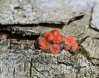 Slime Mold - Class Myxomycetes, Lycogala epidendrum? Not sure of the ID. It seems likely, but I have never seen it grow in small round-ish clusters like this.<br />
<br />
Habitat: Rotting birch; mixed forest<br />
https://www.jungledragon.com/image/146119/slime_mold_-_class_myxomycetes_lycogala_epidendrum.html Geotagged,Lycogala epidendrum,Spring,United States,Wolf's milk