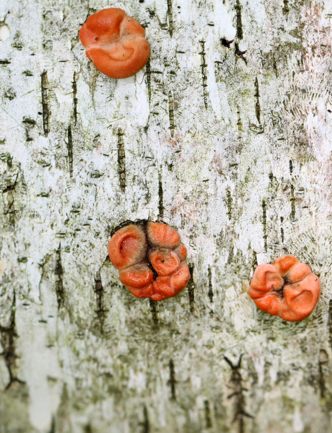 Slime Mold - Class Myxomycetes, Lycogala epidendrum? Not sure of the ID. It seems likely, but I have never seen it grow in small round-ish clusters like this.<br />
<br />
Habitat: Rotting birch; mixed forest<br />
<figure class="photo"><a href="https://www.jungledragon.com/image/146118/slime_mold_-_class_myxomycetes_lycogala_epidendrum.html" title="Slime Mold - Class Myxomycetes, Lycogala epidendrum?"><img src="https://s3.amazonaws.com/media.jungledragon.com/images/3232/146118_thumb.jpg?AWSAccessKeyId=05GMT0V3GWVNE7GGM1R2&Expires=1759968010&Signature=OsbT5iwLvdKywkLa9pqjp2JdY%2Bc%3D" width="200" height="158" alt="Slime Mold - Class Myxomycetes, Lycogala epidendrum? Not sure of the ID. It seems likely, but I have never seen it grow in small round-ish clusters like this.<br />
<br />
Habitat: Rotting birch; mixed forest<br />
https://www.jungledragon.com/image/146119/slime_mold_-_class_myxomycetes_lycogala_epidendrum.html Geotagged,Lycogala epidendrum,Spring,United States,Wolf&#039;s milk" /></a></figure> Geotagged,Lycogala epidendrum,Myxomycetes,Spring,United States,Wolf's milk,lycogala,slime mold