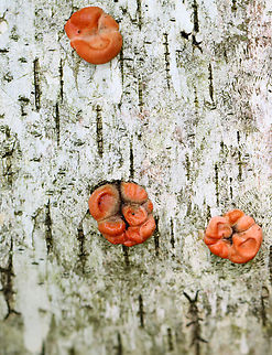 Slime Mold - Class Myxomycetes, Lycogala epidendrum? Not sure of the ID. It seems likely, but I have never seen it grow in small round-ish clusters like this.

Habitat: Rotting birch; mixed forest
https://www.jungledragon.com/image/146118/slime_mold_-_class_myxomycetes_lycogala_epidendrum.html Geotagged,Lycogala epidendrum,Myxomycetes,Spring,United States,Wolf's milk,lycogala,slime mold