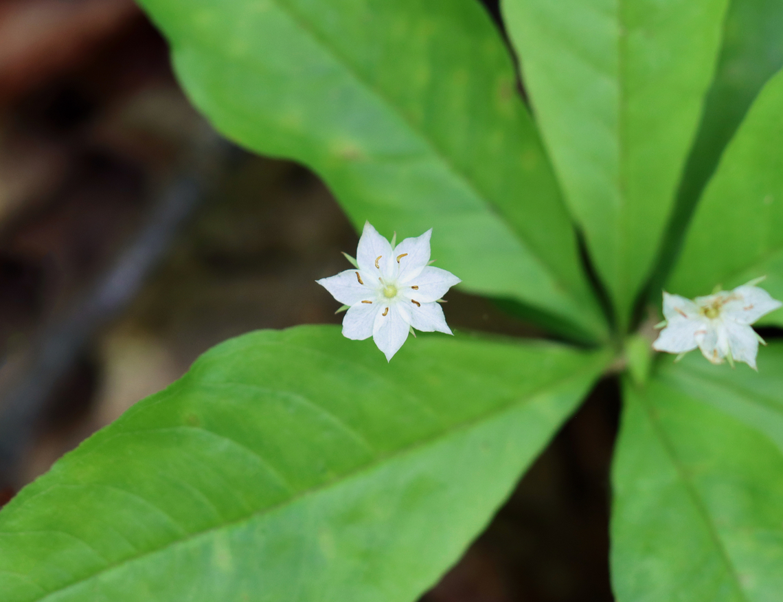 Starflower - Lysimachia borealis Habitat: Mixed forest Geotagged,Lysimachia,Lysimachia borealis,Spring,United States,starflower