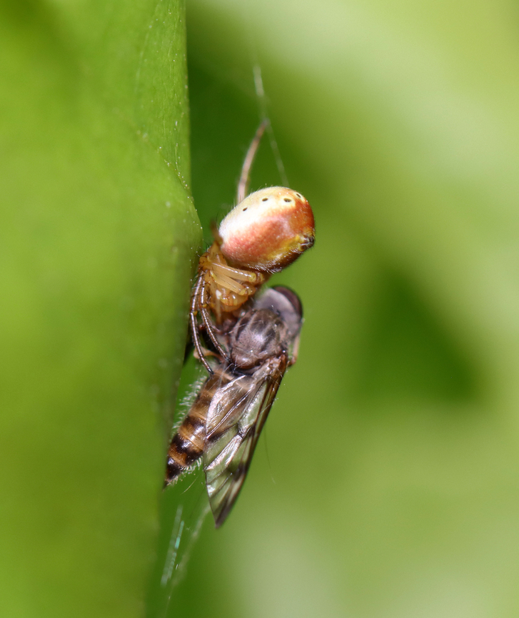 Six-spotted Orbweaver - Araniella displicata This spider has 3 pairs of black spots on the dorsal part of the abdomen.<br />
<br />
Habitat: Snacking on a snipe fly; mixed forest margin Araniella displicata,Geotagged,Six-spotted Orbweaver,Spring,United States,araniella,orbweaver,spider