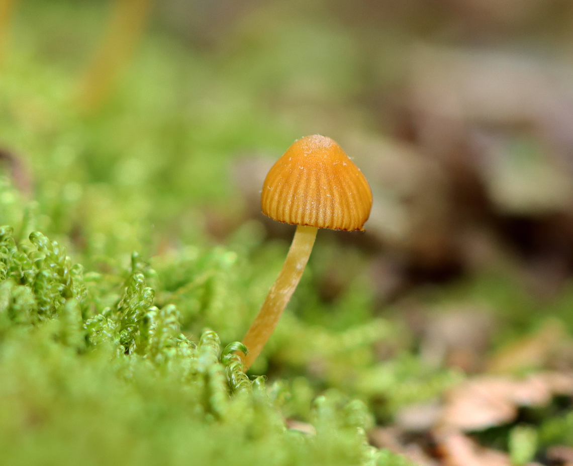 Mushrooms - Galerina hypnorum *Tentative ID; could also be Mycena sp. or some other Galerina?<br />
<br />
Habitat: Growing in moss on rotting wood; mixed forest<br />
<figure class="photo"><a href="https://www.jungledragon.com/image/146123/mushrooms_-_galerina_hypnorum.html" title="Mushrooms - Galerina hypnorum"><img src="https://s3.amazonaws.com/media.jungledragon.com/images/3232/146123_thumb.jpg?AWSAccessKeyId=05GMT0V3GWVNE7GGM1R2&Expires=1759968010&Signature=AYY0Xzbck5kNSv%2FWt0HHEAZg7ms%3D" width="200" height="150" alt="Mushrooms - Galerina hypnorum *Tentative ID; could also be Mycena sp. or some other Galerina?<br />
<br />
Habitat: Growing in moss on rotting wood; mixed forest<br />
https://www.jungledragon.com/image/146122/mushrooms_-_galerina_hypnorum.html Galerina hypnorum,Geotagged,Spring,United States,fungus,galerina,mushroom" /></a></figure> Galerina hypnorum,Geotagged,Spring,United States