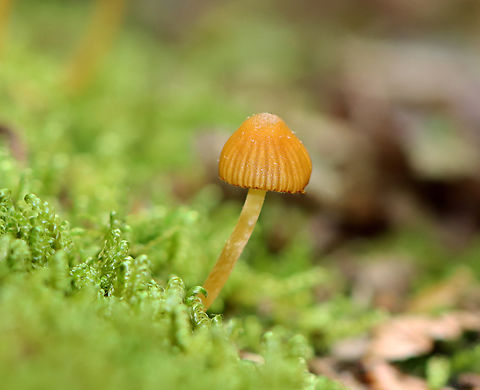 Mushrooms - Galerina hypnorum *Tentative ID; could also be Mycena sp. or some other Galerina?

Habitat: Growing in moss on rotting wood; mixed forest
https://www.jungledragon.com/image/146123/mushrooms_-_galerina_hypnorum.html Galerina hypnorum,Geotagged,Spring,United States