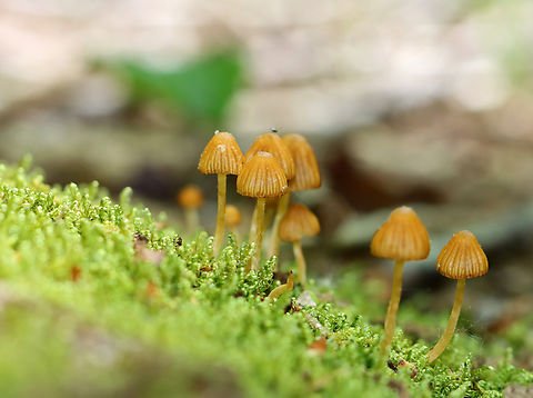 Galerina hypnorum
