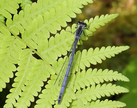 Eastern Forktail - Ischnura verticalis Habitat: Pond edge Coenagrionidae,Eastern Forktail,Geotagged,Ischnura verticalis,Spring,United States,damselfly,forktail,ischnura,odonata