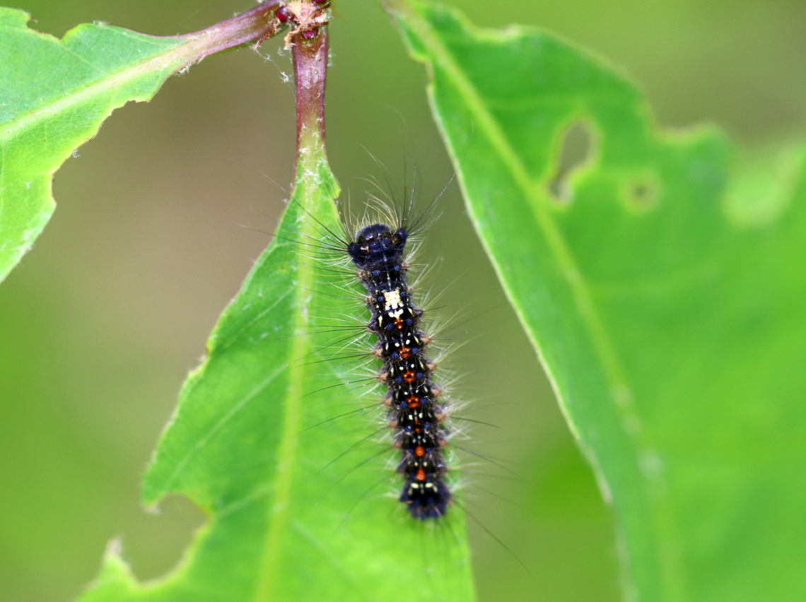 Spongy Moth - Lymantria dispar An early instar.<br />
<br />
Habitat: Devouring everything in sight with thousands of its friends; mixed forest Geotagged,Lymantria dispar,Spongy Moth,Spring,United States,caterpillar,gypsy moth,larva,lymantria
