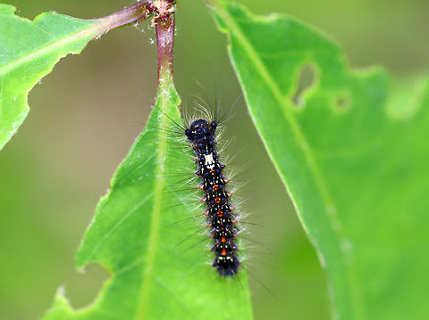 Spongy Moth - Lymantria dispar An early instar.

Habitat: Devouring everything in sight with thousands of its friends; mixed forest Geotagged,Lymantria dispar,Spongy Moth,Spring,United States,caterpillar,gypsy moth,larva,lymantria
