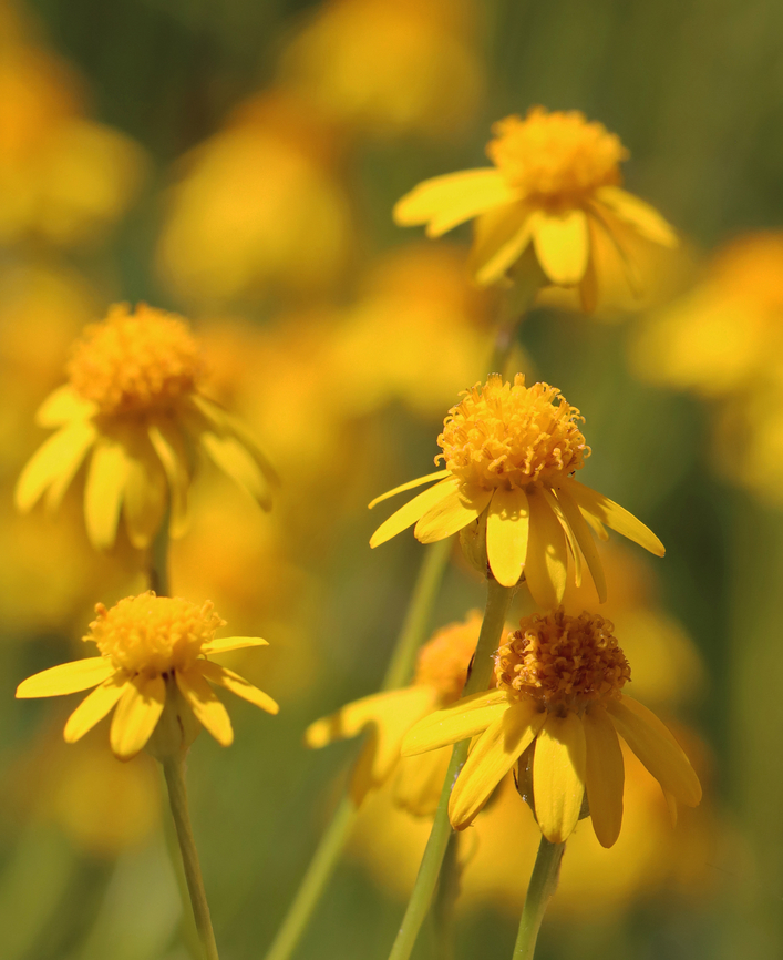 Golden Ragwort - Packera aurea Flower heads are yellow and about 2 cm wide with 8-12 rays. <br />
<br />
Habitat: Growing along a dirt road Geotagged,Golden ragwort,Packera aurea,Senecio aureus,Spring,United States,packera,ragwort