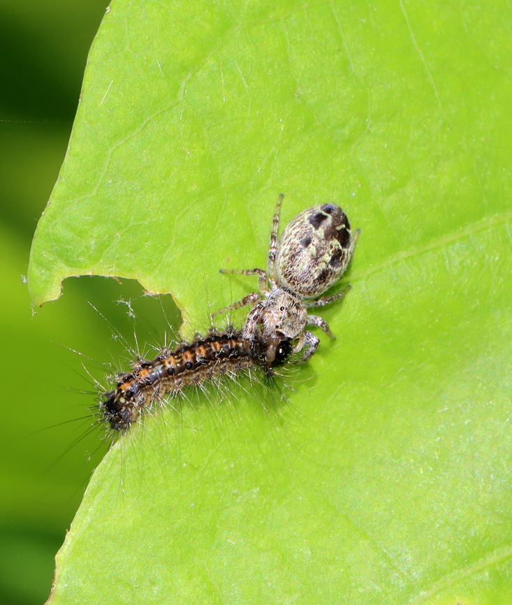 Common White-Cheeked Jumping Spider - Pelegrina proterva Doing a good deed by eating a spongy moth caterpillar (Lymantria dispar).<br />
<br />
Habitat: Mixed forest Common White-Cheeked Jumping Spider,Geotagged,Pelegrina proterva,Spring,United States,jumping spider,pelegrina,salticidae,spider