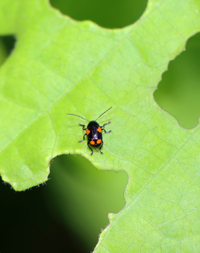 Beetle - Tribe Cryptocephalini, Cryptocephalus quadruplex Tiny beetle that was in a hurry.<br />
<br />
Habitat: Found on an oak (Quercus) leaf; mixed forest Black and Red Sumac Leaf Beetle,Cryptocephalini,Cryptocephalus quadruplex,Geotagged,Spring,United States,beetle