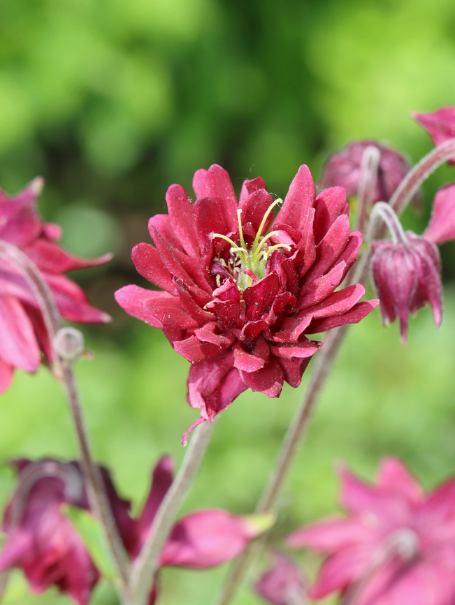 Columbine - Aquilegia vulgaris Habitat: Garden Aquilegia,Aquilegia vulgaris,European Columbine,Geotagged,Spring,United States,columbine