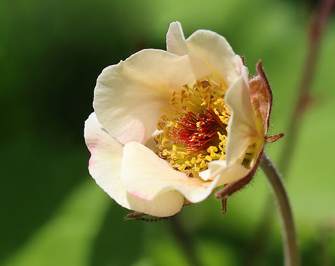 Avens - Geum sp.? I really have no idea. Geum is a wild guess.

Habitat: Garden
https://www.jungledragon.com/image/146259/avens_-_geum_sp.html
https://www.jungledragon.com/image/146261/avens_-_geum_sp.html
https://www.jungledragon.com/image/146260/avens_-_geum_sp.html Geotagged,Spring,United States