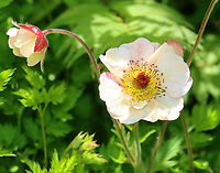 Avens - Geum sp.? I really have no idea. Geum is a wild guess.<br />
<br />
Habitat: Garden<br />
https://www.jungledragon.com/image/146259/avens_-_geum_sp.html<br />
https://www.jungledragon.com/image/146261/avens_-_geum_sp.html<br />
https://www.jungledragon.com/image/146260/avens_-_geum_sp.html Geotagged,Spring,United States,angiosperm,avens,flower,geum