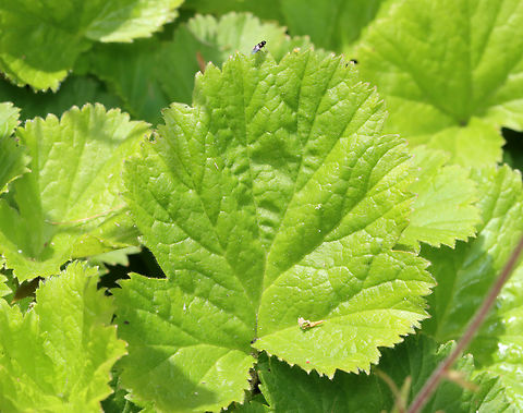 Avens - Geum sp.? I really have no idea. Geum is a wild guess.

Habitat: Garden
https://www.jungledragon.com/image/146259/avens_-_geum_sp.html
https://www.jungledragon.com/image/146261/avens_-_geum_sp.html
https://www.jungledragon.com/image/146260/avens_-_geum_sp.html Geotagged,Spring,United States