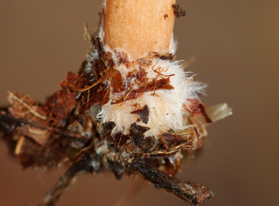 Milkcap - Lactarius sp. Slightly decurrent gills that leaked a scant amount of white latex. The latex didn&#039;t stain the gills brown. The stipe had a serious amount of basal mycelium.<br />
<br />
Habitat: Growing on the ground; Deciduous forest<br />
<figure class="photo"><a href="https://www.jungledragon.com/image/146262/milkcap_-_lactarius_sp.html" title="Milkcap - Lactarius sp."><img src="https://s3.amazonaws.com/media.jungledragon.com/images/3232/146262_thumb.jpg?AWSAccessKeyId=05GMT0V3GWVNE7GGM1R2&Expires=1765411210&Signature=3SpVHkWoeD%2B9p9tiXPSlvaJrElU%3D" width="200" height="148" alt="Milkcap - Lactarius sp. Slightly decurrent gills that leaked a scant amount of white latex. The latex didn&#039;t stain the gills brown. The stipe had a serious amount of basal mycelium.<br />
<br />
Habitat: Growing on the ground; Deciduous forest<br />
https://www.jungledragon.com/image/146262/milkcap_-_lactarius_sp.html<br />
https://www.jungledragon.com/image/146265/milkcap_-_lactarius_sp.html<br />
https://www.jungledragon.com/image/146264/milkcap_-_lactarius_sp.html Fall,Geotagged,United States" /></a></figure><br />
<figure class="photo"><a href="https://www.jungledragon.com/image/146265/milkcap_-_lactarius_sp.html" title="Milkcap - Lactarius sp."><img src="https://s3.amazonaws.com/media.jungledragon.com/images/3232/146265_thumb.jpg?AWSAccessKeyId=05GMT0V3GWVNE7GGM1R2&Expires=1765411210&Signature=0RLkICscw3YmYzj0uV1pW1hTWY4%3D" width="200" height="158" alt="Milkcap - Lactarius sp. Slightly decurrent gills that leaked a scant amount of white latex. The latex didn&#039;t stain the gills brown. The stipe had a serious amount of basal mycelium.<br />
<br />
Habitat: Growing on the ground; Deciduous forest<br />
https://www.jungledragon.com/image/146262/milkcap_-_lactarius_sp.html<br />
https://www.jungledragon.com/image/146265/milkcap_-_lactarius_sp.html<br />
https://www.jungledragon.com/image/146264/milkcap_-_lactarius_sp.html Fall,Geotagged,United States,fungus,lactarius,milkcap,mushroom" /></a></figure><br />
<figure class="photo"><a href="https://www.jungledragon.com/image/146264/milkcap_-_lactarius_sp.html" title="Milkcap - Lactarius sp."><img src="https://s3.amazonaws.com/media.jungledragon.com/images/3232/146264_thumb.jpg?AWSAccessKeyId=05GMT0V3GWVNE7GGM1R2&Expires=1765411210&Signature=%2Fc4bWFLN9hLzG0znFkGmYpMm%2BIM%3D" width="200" height="154" alt="Milkcap - Lactarius sp. Slightly decurrent gills that leaked a scant amount of white latex. The latex didn&#039;t stain the gills brown. The stipe had a serious amount of basal mycelium.<br />
<br />
Habitat: Growing on the ground; Deciduous forest<br />
https://www.jungledragon.com/image/146262/milkcap_-_lactarius_sp.html<br />
https://www.jungledragon.com/image/146265/milkcap_-_lactarius_sp.html<br />
https://www.jungledragon.com/image/146264/milkcap_-_lactarius_sp.html Fall,Geotagged,United States" /></a></figure> Fall,Geotagged,United States