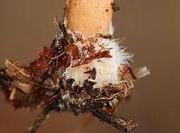 Milkcap - Lactarius sp. Slightly decurrent gills that leaked a scant amount of white latex. The latex didn't stain the gills brown. The stipe had a serious amount of basal mycelium.<br />
<br />
Habitat: Growing on the ground; Deciduous forest<br />
https://www.jungledragon.com/image/146262/milkcap_-_lactarius_sp.html<br />
https://www.jungledragon.com/image/146265/milkcap_-_lactarius_sp.html<br />
https://www.jungledragon.com/image/146264/milkcap_-_lactarius_sp.html Fall,Geotagged,United States