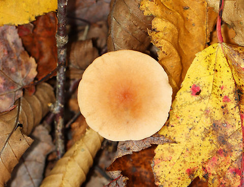 Milkcap - Lactarius sp. Slightly decurrent gills that leaked a scant amount of white latex. The latex didn't stain the gills brown. The stipe had a serious amount of basal mycelium.

Habitat: Growing on the ground; Deciduous forest
https://www.jungledragon.com/image/146262/milkcap_-_lactarius_sp.html
https://www.jungledragon.com/image/146265/milkcap_-_lactarius_sp.html
https://www.jungledragon.com/image/146264/milkcap_-_lactarius_sp.html Fall,Geotagged,United States