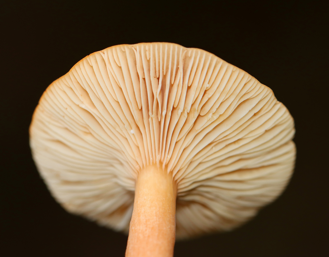 Milkcap - Lactarius sp. Slightly decurrent gills that leaked a scant amount of white latex. The latex didn&#039;t stain the gills brown. The stipe had a serious amount of basal mycelium.<br />
<br />
Habitat: Growing on the ground; Deciduous forest<br />
<figure class="photo"><a href="https://www.jungledragon.com/image/146262/milkcap_-_lactarius_sp.html" title="Milkcap - Lactarius sp."><img src="https://s3.amazonaws.com/media.jungledragon.com/images/3232/146262_thumb.jpg?AWSAccessKeyId=05GMT0V3GWVNE7GGM1R2&Expires=1765411210&Signature=3SpVHkWoeD%2B9p9tiXPSlvaJrElU%3D" width="200" height="148" alt="Milkcap - Lactarius sp. Slightly decurrent gills that leaked a scant amount of white latex. The latex didn&#039;t stain the gills brown. The stipe had a serious amount of basal mycelium.<br />
<br />
Habitat: Growing on the ground; Deciduous forest<br />
https://www.jungledragon.com/image/146262/milkcap_-_lactarius_sp.html<br />
https://www.jungledragon.com/image/146265/milkcap_-_lactarius_sp.html<br />
https://www.jungledragon.com/image/146264/milkcap_-_lactarius_sp.html Fall,Geotagged,United States" /></a></figure><br />
<figure class="photo"><a href="https://www.jungledragon.com/image/146265/milkcap_-_lactarius_sp.html" title="Milkcap - Lactarius sp."><img src="https://s3.amazonaws.com/media.jungledragon.com/images/3232/146265_thumb.jpg?AWSAccessKeyId=05GMT0V3GWVNE7GGM1R2&Expires=1765411210&Signature=0RLkICscw3YmYzj0uV1pW1hTWY4%3D" width="200" height="158" alt="Milkcap - Lactarius sp. Slightly decurrent gills that leaked a scant amount of white latex. The latex didn&#039;t stain the gills brown. The stipe had a serious amount of basal mycelium.<br />
<br />
Habitat: Growing on the ground; Deciduous forest<br />
https://www.jungledragon.com/image/146262/milkcap_-_lactarius_sp.html<br />
https://www.jungledragon.com/image/146265/milkcap_-_lactarius_sp.html<br />
https://www.jungledragon.com/image/146264/milkcap_-_lactarius_sp.html Fall,Geotagged,United States,fungus,lactarius,milkcap,mushroom" /></a></figure><br />
<figure class="photo"><a href="https://www.jungledragon.com/image/146264/milkcap_-_lactarius_sp.html" title="Milkcap - Lactarius sp."><img src="https://s3.amazonaws.com/media.jungledragon.com/images/3232/146264_thumb.jpg?AWSAccessKeyId=05GMT0V3GWVNE7GGM1R2&Expires=1765411210&Signature=%2Fc4bWFLN9hLzG0znFkGmYpMm%2BIM%3D" width="200" height="154" alt="Milkcap - Lactarius sp. Slightly decurrent gills that leaked a scant amount of white latex. The latex didn&#039;t stain the gills brown. The stipe had a serious amount of basal mycelium.<br />
<br />
Habitat: Growing on the ground; Deciduous forest<br />
https://www.jungledragon.com/image/146262/milkcap_-_lactarius_sp.html<br />
https://www.jungledragon.com/image/146265/milkcap_-_lactarius_sp.html<br />
https://www.jungledragon.com/image/146264/milkcap_-_lactarius_sp.html Fall,Geotagged,United States" /></a></figure> Fall,Geotagged,United States,fungus,lactarius,milkcap,mushroom