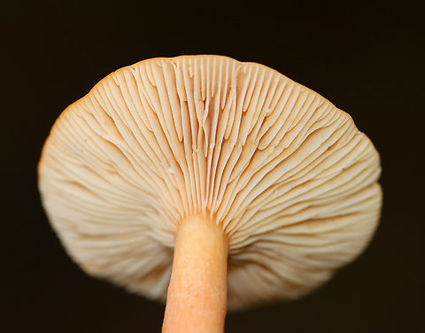 Milkcap - Lactarius sp. Slightly decurrent gills that leaked a scant amount of white latex. The latex didn't stain the gills brown. The stipe had a serious amount of basal mycelium.

Habitat: Growing on the ground; Deciduous forest
https://www.jungledragon.com/image/146262/milkcap_-_lactarius_sp.html
https://www.jungledragon.com/image/146265/milkcap_-_lactarius_sp.html
https://www.jungledragon.com/image/146264/milkcap_-_lactarius_sp.html Fall,Geotagged,United States,fungus,lactarius,milkcap,mushroom