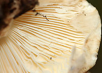 Matsutake - Tricholoma caligatum group This is a European species. The North American version is categorized under the same name for now, but is likely a different (yet to be named) species.<br />
<br />
The caps were very scaly and nearly flat. Cream-colored, crowded, attached gills with fibrillose white veil. Stipes were booted.<br />
<br />
Habitat: Growing on the ground; mixed forest.<br />
https://www.jungledragon.com/image/146296/matsutake_-_tricholoma_caligatum_group.html<br />
https://www.jungledragon.com/image/146300/matsutake_-_tricholoma_caligatum_group.html<br />
https://www.jungledragon.com/image/146299/matsutake_-_tricholoma_caligatum_group.html<br />
https://www.jungledragon.com/image/146298/matsutake_-_tricholoma_caligatum_group.html<br />
https://www.jungledragon.com/image/146297/matsutake_-_tricholoma_caligatum_group.html European Matsutake,Fall,Geotagged,Tricholoma caligatum,United States