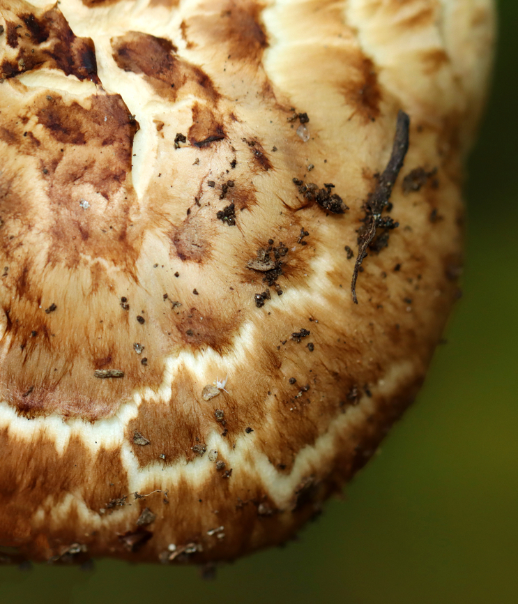 Matsutake - Tricholoma caligatum group This is a European species. The North American version is categorized under the same name for now, but is likely a different (yet to be named) species.<br />
<br />
The caps were very scaly and nearly flat. Cream-colored, crowded, attached gills with fibrillose white veil. Stipes were booted.<br />
<br />
Habitat: Growing on the ground; mixed forest.<br />
<figure class="photo"><a href="https://www.jungledragon.com/image/146296/matsutake_-_tricholoma_caligatum_group.html" title="Matsutake - Tricholoma caligatum group"><img src="https://s3.amazonaws.com/media.jungledragon.com/images/3232/146296_thumb.jpg?AWSAccessKeyId=05GMT0V3GWVNE7GGM1R2&Expires=1759968010&Signature=HJW9SVPcgxI4X%2FeQGXdGRU4L2GI%3D" width="200" height="142" alt="Matsutake - Tricholoma caligatum group This is a European species. The North American version is categorized under the same name for now, but is likely a different (yet to be named) species.<br />
<br />
The caps were very scaly and nearly flat. Cream-colored, crowded, attached gills with fibrillose white veil. Stipes were booted.<br />
<br />
Habitat: Growing on the ground; mixed forest.<br />
https://www.jungledragon.com/image/146296/matsutake_-_tricholoma_caligatum_group.html<br />
https://www.jungledragon.com/image/146300/matsutake_-_tricholoma_caligatum_group.html<br />
https://www.jungledragon.com/image/146299/matsutake_-_tricholoma_caligatum_group.html<br />
https://www.jungledragon.com/image/146298/matsutake_-_tricholoma_caligatum_group.html<br />
https://www.jungledragon.com/image/146297/matsutake_-_tricholoma_caligatum_group.html European Matsutake,Fall,Geotagged,Tricholoma caligatum,United States" /></a></figure><br />
<figure class="photo"><a href="https://www.jungledragon.com/image/146300/matsutake_-_tricholoma_caligatum_group.html" title="Matsutake - Tricholoma caligatum group"><img src="https://s3.amazonaws.com/media.jungledragon.com/images/3232/146300_thumb.jpg?AWSAccessKeyId=05GMT0V3GWVNE7GGM1R2&Expires=1759968010&Signature=wEQLYLoH1BYdViEQ34MVPi4ZFfg%3D" width="200" height="134" alt="Matsutake - Tricholoma caligatum group This is a European species. The North American version is categorized under the same name for now, but is likely a different (yet to be named) species.<br />
<br />
The caps were very scaly and nearly flat. Cream-colored, crowded, attached gills with fibrillose white veil. Stipes were booted.<br />
<br />
Habitat: Growing on the ground; mixed forest.<br />
https://www.jungledragon.com/image/146296/matsutake_-_tricholoma_caligatum_group.html<br />
https://www.jungledragon.com/image/146300/matsutake_-_tricholoma_caligatum_group.html<br />
https://www.jungledragon.com/image/146299/matsutake_-_tricholoma_caligatum_group.html<br />
https://www.jungledragon.com/image/146298/matsutake_-_tricholoma_caligatum_group.html<br />
https://www.jungledragon.com/image/146297/matsutake_-_tricholoma_caligatum_group.html European Matsutake,Fall,Geotagged,Tricholoma caligatum,United States" /></a></figure><br />
<figure class="photo"><a href="https://www.jungledragon.com/image/146299/matsutake_-_tricholoma_caligatum_group.html" title="Matsutake - Tricholoma caligatum group"><img src="https://s3.amazonaws.com/media.jungledragon.com/images/3232/146299_thumb.jpg?AWSAccessKeyId=05GMT0V3GWVNE7GGM1R2&Expires=1759968010&Signature=IiScXpxm1OVkeTJEW%2BWKpPfmics%3D" width="200" height="158" alt="Matsutake - Tricholoma caligatum group This is a European species. The North American version is categorized under the same name for now, but is likely a different (yet to be named) species.<br />
<br />
The caps were very scaly and nearly flat. Cream-colored, crowded, attached gills with fibrillose white veil. Stipes were booted.<br />
<br />
Habitat: Growing on the ground; mixed forest.<br />
https://www.jungledragon.com/image/146296/matsutake_-_tricholoma_caligatum_group.html<br />
https://www.jungledragon.com/image/146300/matsutake_-_tricholoma_caligatum_group.html<br />
https://www.jungledragon.com/image/146299/matsutake_-_tricholoma_caligatum_group.html<br />
https://www.jungledragon.com/image/146298/matsutake_-_tricholoma_caligatum_group.html<br />
https://www.jungledragon.com/image/146297/matsutake_-_tricholoma_caligatum_group.html European Matsutake,Fall,Geotagged,Tricholoma,Tricholoma caligatum,Tricholoma caligatum group,United States,fungus,mushroom" /></a></figure><br />
<figure class="photo"><a href="https://www.jungledragon.com/image/146298/matsutake_-_tricholoma_caligatum_group.html" title="Matsutake - Tricholoma caligatum group"><img src="https://s3.amazonaws.com/media.jungledragon.com/images/3232/146298_thumb.jpg?AWSAccessKeyId=05GMT0V3GWVNE7GGM1R2&Expires=1759968010&Signature=6AHmKJdtLvufO9mK%2BKwJP%2BdXigw%3D" width="134" height="152" alt="Matsutake - Tricholoma caligatum group This is a European species. The North American version is categorized under the same name for now, but is likely a different (yet to be named) species.<br />
<br />
The caps were very scaly and nearly flat. Cream-colored, crowded, attached gills with fibrillose white veil. Stipes were booted.<br />
<br />
Habitat: Growing on the ground; mixed forest.<br />
https://www.jungledragon.com/image/146296/matsutake_-_tricholoma_caligatum_group.html<br />
https://www.jungledragon.com/image/146300/matsutake_-_tricholoma_caligatum_group.html<br />
https://www.jungledragon.com/image/146299/matsutake_-_tricholoma_caligatum_group.html<br />
https://www.jungledragon.com/image/146298/matsutake_-_tricholoma_caligatum_group.html<br />
https://www.jungledragon.com/image/146297/matsutake_-_tricholoma_caligatum_group.html European Matsutake,Fall,Geotagged,Tricholoma caligatum,United States" /></a></figure><br />
<figure class="photo"><a href="https://www.jungledragon.com/image/146297/matsutake_-_tricholoma_caligatum_group.html" title="Matsutake - Tricholoma caligatum group"><img src="https://s3.amazonaws.com/media.jungledragon.com/images/3232/146297_thumb.jpg?AWSAccessKeyId=05GMT0V3GWVNE7GGM1R2&Expires=1759968010&Signature=n4AYzrUpqVwx9eZwfY%2FfYu7GOMI%3D" width="132" height="152" alt="Matsutake - Tricholoma caligatum group This is a European species. The North American version is categorized under the same name for now, but is likely a different (yet to be named) species.<br />
<br />
The caps were very scaly and nearly flat. Cream-colored, crowded, attached gills with fibrillose white veil. Stipes were booted.<br />
<br />
Habitat: Growing on the ground; mixed forest.<br />
https://www.jungledragon.com/image/146296/matsutake_-_tricholoma_caligatum_group.html<br />
https://www.jungledragon.com/image/146300/matsutake_-_tricholoma_caligatum_group.html<br />
https://www.jungledragon.com/image/146299/matsutake_-_tricholoma_caligatum_group.html<br />
https://www.jungledragon.com/image/146298/matsutake_-_tricholoma_caligatum_group.html<br />
https://www.jungledragon.com/image/146297/matsutake_-_tricholoma_caligatum_group.html European Matsutake,Fall,Geotagged,Tricholoma caligatum,United States" /></a></figure> European Matsutake,Fall,Geotagged,Tricholoma caligatum,United States