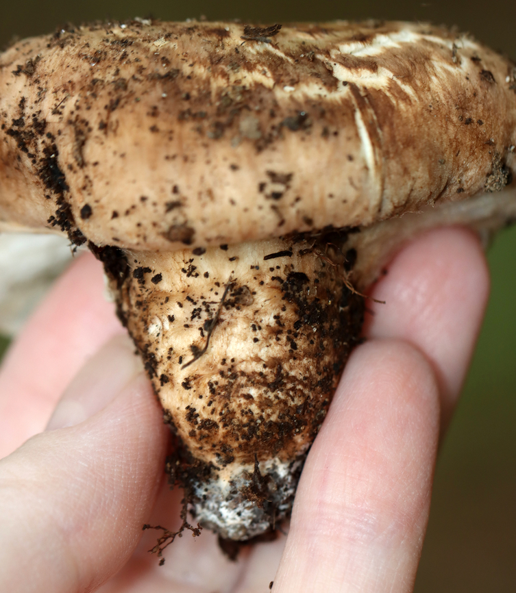 Matsutake - Tricholoma caligatum group This is a European species. The North American version is categorized under the same name for now, but is likely a different (yet to be named) species.<br />
<br />
The caps were very scaly and nearly flat. Cream-colored, crowded, attached gills with fibrillose white veil. Stipes were booted.<br />
<br />
Habitat: Growing on the ground; mixed forest.<br />
<figure class="photo"><a href="https://www.jungledragon.com/image/146296/matsutake_-_tricholoma_caligatum_group.html" title="Matsutake - Tricholoma caligatum group"><img src="https://s3.amazonaws.com/media.jungledragon.com/images/3232/146296_thumb.jpg?AWSAccessKeyId=05GMT0V3GWVNE7GGM1R2&Expires=1759968010&Signature=HJW9SVPcgxI4X%2FeQGXdGRU4L2GI%3D" width="200" height="142" alt="Matsutake - Tricholoma caligatum group This is a European species. The North American version is categorized under the same name for now, but is likely a different (yet to be named) species.<br />
<br />
The caps were very scaly and nearly flat. Cream-colored, crowded, attached gills with fibrillose white veil. Stipes were booted.<br />
<br />
Habitat: Growing on the ground; mixed forest.<br />
https://www.jungledragon.com/image/146296/matsutake_-_tricholoma_caligatum_group.html<br />
https://www.jungledragon.com/image/146300/matsutake_-_tricholoma_caligatum_group.html<br />
https://www.jungledragon.com/image/146299/matsutake_-_tricholoma_caligatum_group.html<br />
https://www.jungledragon.com/image/146298/matsutake_-_tricholoma_caligatum_group.html<br />
https://www.jungledragon.com/image/146297/matsutake_-_tricholoma_caligatum_group.html European Matsutake,Fall,Geotagged,Tricholoma caligatum,United States" /></a></figure><br />
<figure class="photo"><a href="https://www.jungledragon.com/image/146300/matsutake_-_tricholoma_caligatum_group.html" title="Matsutake - Tricholoma caligatum group"><img src="https://s3.amazonaws.com/media.jungledragon.com/images/3232/146300_thumb.jpg?AWSAccessKeyId=05GMT0V3GWVNE7GGM1R2&Expires=1759968010&Signature=wEQLYLoH1BYdViEQ34MVPi4ZFfg%3D" width="200" height="134" alt="Matsutake - Tricholoma caligatum group This is a European species. The North American version is categorized under the same name for now, but is likely a different (yet to be named) species.<br />
<br />
The caps were very scaly and nearly flat. Cream-colored, crowded, attached gills with fibrillose white veil. Stipes were booted.<br />
<br />
Habitat: Growing on the ground; mixed forest.<br />
https://www.jungledragon.com/image/146296/matsutake_-_tricholoma_caligatum_group.html<br />
https://www.jungledragon.com/image/146300/matsutake_-_tricholoma_caligatum_group.html<br />
https://www.jungledragon.com/image/146299/matsutake_-_tricholoma_caligatum_group.html<br />
https://www.jungledragon.com/image/146298/matsutake_-_tricholoma_caligatum_group.html<br />
https://www.jungledragon.com/image/146297/matsutake_-_tricholoma_caligatum_group.html European Matsutake,Fall,Geotagged,Tricholoma caligatum,United States" /></a></figure><br />
<figure class="photo"><a href="https://www.jungledragon.com/image/146299/matsutake_-_tricholoma_caligatum_group.html" title="Matsutake - Tricholoma caligatum group"><img src="https://s3.amazonaws.com/media.jungledragon.com/images/3232/146299_thumb.jpg?AWSAccessKeyId=05GMT0V3GWVNE7GGM1R2&Expires=1759968010&Signature=IiScXpxm1OVkeTJEW%2BWKpPfmics%3D" width="200" height="158" alt="Matsutake - Tricholoma caligatum group This is a European species. The North American version is categorized under the same name for now, but is likely a different (yet to be named) species.<br />
<br />
The caps were very scaly and nearly flat. Cream-colored, crowded, attached gills with fibrillose white veil. Stipes were booted.<br />
<br />
Habitat: Growing on the ground; mixed forest.<br />
https://www.jungledragon.com/image/146296/matsutake_-_tricholoma_caligatum_group.html<br />
https://www.jungledragon.com/image/146300/matsutake_-_tricholoma_caligatum_group.html<br />
https://www.jungledragon.com/image/146299/matsutake_-_tricholoma_caligatum_group.html<br />
https://www.jungledragon.com/image/146298/matsutake_-_tricholoma_caligatum_group.html<br />
https://www.jungledragon.com/image/146297/matsutake_-_tricholoma_caligatum_group.html European Matsutake,Fall,Geotagged,Tricholoma,Tricholoma caligatum,Tricholoma caligatum group,United States,fungus,mushroom" /></a></figure><br />
<figure class="photo"><a href="https://www.jungledragon.com/image/146298/matsutake_-_tricholoma_caligatum_group.html" title="Matsutake - Tricholoma caligatum group"><img src="https://s3.amazonaws.com/media.jungledragon.com/images/3232/146298_thumb.jpg?AWSAccessKeyId=05GMT0V3GWVNE7GGM1R2&Expires=1759968010&Signature=6AHmKJdtLvufO9mK%2BKwJP%2BdXigw%3D" width="134" height="152" alt="Matsutake - Tricholoma caligatum group This is a European species. The North American version is categorized under the same name for now, but is likely a different (yet to be named) species.<br />
<br />
The caps were very scaly and nearly flat. Cream-colored, crowded, attached gills with fibrillose white veil. Stipes were booted.<br />
<br />
Habitat: Growing on the ground; mixed forest.<br />
https://www.jungledragon.com/image/146296/matsutake_-_tricholoma_caligatum_group.html<br />
https://www.jungledragon.com/image/146300/matsutake_-_tricholoma_caligatum_group.html<br />
https://www.jungledragon.com/image/146299/matsutake_-_tricholoma_caligatum_group.html<br />
https://www.jungledragon.com/image/146298/matsutake_-_tricholoma_caligatum_group.html<br />
https://www.jungledragon.com/image/146297/matsutake_-_tricholoma_caligatum_group.html European Matsutake,Fall,Geotagged,Tricholoma caligatum,United States" /></a></figure><br />
<figure class="photo"><a href="https://www.jungledragon.com/image/146297/matsutake_-_tricholoma_caligatum_group.html" title="Matsutake - Tricholoma caligatum group"><img src="https://s3.amazonaws.com/media.jungledragon.com/images/3232/146297_thumb.jpg?AWSAccessKeyId=05GMT0V3GWVNE7GGM1R2&Expires=1759968010&Signature=n4AYzrUpqVwx9eZwfY%2FfYu7GOMI%3D" width="132" height="152" alt="Matsutake - Tricholoma caligatum group This is a European species. The North American version is categorized under the same name for now, but is likely a different (yet to be named) species.<br />
<br />
The caps were very scaly and nearly flat. Cream-colored, crowded, attached gills with fibrillose white veil. Stipes were booted.<br />
<br />
Habitat: Growing on the ground; mixed forest.<br />
https://www.jungledragon.com/image/146296/matsutake_-_tricholoma_caligatum_group.html<br />
https://www.jungledragon.com/image/146300/matsutake_-_tricholoma_caligatum_group.html<br />
https://www.jungledragon.com/image/146299/matsutake_-_tricholoma_caligatum_group.html<br />
https://www.jungledragon.com/image/146298/matsutake_-_tricholoma_caligatum_group.html<br />
https://www.jungledragon.com/image/146297/matsutake_-_tricholoma_caligatum_group.html European Matsutake,Fall,Geotagged,Tricholoma caligatum,United States" /></a></figure> European Matsutake,Fall,Geotagged,Tricholoma caligatum,United States