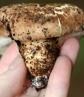 Matsutake - Tricholoma caligatum group This is a European species. The North American version is categorized under the same name for now, but is likely a different (yet to be named) species.

The caps were very scaly and nearly flat. Cream-colored, crowded, attached gills with fibrillose white veil. Stipes were booted.

Habitat: Growing on the ground; mixed forest.
https://www.jungledragon.com/image/146296/matsutake_-_tricholoma_caligatum_group.html
https://www.jungledragon.com/image/146300/matsutake_-_tricholoma_caligatum_group.html
https://www.jungledragon.com/image/146299/matsutake_-_tricholoma_caligatum_group.html
https://www.jungledragon.com/image/146298/matsutake_-_tricholoma_caligatum_group.html
https://www.jungledragon.com/image/146297/matsutake_-_tricholoma_caligatum_group.html European Matsutake,Fall,Geotagged,Tricholoma caligatum,United States
