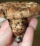Matsutake - Tricholoma caligatum group This is a European species. The North American version is categorized under the same name for now, but is likely a different (yet to be named) species.<br />
<br />
The caps were very scaly and nearly flat. Cream-colored, crowded, attached gills with fibrillose white veil. Stipes were booted.<br />
<br />
Habitat: Growing on the ground; mixed forest.<br />
https://www.jungledragon.com/image/146296/matsutake_-_tricholoma_caligatum_group.html<br />
https://www.jungledragon.com/image/146300/matsutake_-_tricholoma_caligatum_group.html<br />
https://www.jungledragon.com/image/146299/matsutake_-_tricholoma_caligatum_group.html<br />
https://www.jungledragon.com/image/146298/matsutake_-_tricholoma_caligatum_group.html<br />
https://www.jungledragon.com/image/146297/matsutake_-_tricholoma_caligatum_group.html European Matsutake,Fall,Geotagged,Tricholoma caligatum,United States