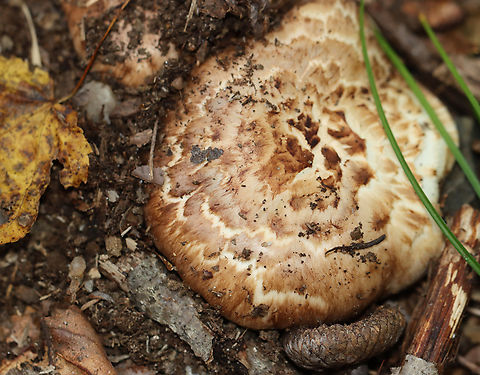 Matsutake - Tricholoma caligatum group This is a European species. The North American version is categorized under the same name for now, but is likely a different (yet to be named) species.
The caps were very scaly and nearly flat. Cream-colored, crowded, attached gills with fibrillose white veil. Stipes were booted.
Habitat: Growing on the ground; mixed forest.
https://www.jungledragon.com/image/146296/matsutake_-_tricholoma_caligatum_group.html
https://www.jungledragon.com/image/146300/matsutake_-_tricholoma_caligatum_group.html
https://www.jungledragon.com/image/146299/matsutake_-_tricholoma_caligatum_group.html
https://www.jungledragon.com/image/146298/matsutake_-_tricholoma_caligatum_group.html
https://www.jungledragon.com/image/146297/matsutake_-_tricholoma_caligatum_group.html European Matsutake,Fall,Geotagged,Tricholoma,Tricholoma caligatum,Tricholoma caligatum group,United States,fungus,mushroom