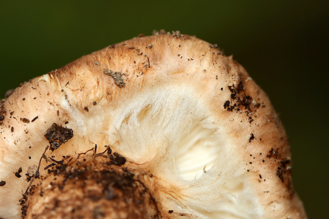 Matsutake - Tricholoma caligatum group This is a European species. The North American version is categorized under the same name for now, but is likely a different (yet to be named) species.<br />
<br />
The caps were very scaly and nearly flat. Cream-colored, crowded, attached gills with fibrillose white veil. Stipes were booted.<br />
<br />
Habitat: Growing on the ground; mixed forest.<br />
<figure class="photo"><a href="https://www.jungledragon.com/image/146296/matsutake_-_tricholoma_caligatum_group.html" title="Matsutake - Tricholoma caligatum group"><img src="https://s3.amazonaws.com/media.jungledragon.com/images/3232/146296_thumb.jpg?AWSAccessKeyId=05GMT0V3GWVNE7GGM1R2&Expires=1759968010&Signature=HJW9SVPcgxI4X%2FeQGXdGRU4L2GI%3D" width="200" height="142" alt="Matsutake - Tricholoma caligatum group This is a European species. The North American version is categorized under the same name for now, but is likely a different (yet to be named) species.<br />
<br />
The caps were very scaly and nearly flat. Cream-colored, crowded, attached gills with fibrillose white veil. Stipes were booted.<br />
<br />
Habitat: Growing on the ground; mixed forest.<br />
https://www.jungledragon.com/image/146296/matsutake_-_tricholoma_caligatum_group.html<br />
https://www.jungledragon.com/image/146300/matsutake_-_tricholoma_caligatum_group.html<br />
https://www.jungledragon.com/image/146299/matsutake_-_tricholoma_caligatum_group.html<br />
https://www.jungledragon.com/image/146298/matsutake_-_tricholoma_caligatum_group.html<br />
https://www.jungledragon.com/image/146297/matsutake_-_tricholoma_caligatum_group.html European Matsutake,Fall,Geotagged,Tricholoma caligatum,United States" /></a></figure><br />
<figure class="photo"><a href="https://www.jungledragon.com/image/146300/matsutake_-_tricholoma_caligatum_group.html" title="Matsutake - Tricholoma caligatum group"><img src="https://s3.amazonaws.com/media.jungledragon.com/images/3232/146300_thumb.jpg?AWSAccessKeyId=05GMT0V3GWVNE7GGM1R2&Expires=1759968010&Signature=wEQLYLoH1BYdViEQ34MVPi4ZFfg%3D" width="200" height="134" alt="Matsutake - Tricholoma caligatum group This is a European species. The North American version is categorized under the same name for now, but is likely a different (yet to be named) species.<br />
<br />
The caps were very scaly and nearly flat. Cream-colored, crowded, attached gills with fibrillose white veil. Stipes were booted.<br />
<br />
Habitat: Growing on the ground; mixed forest.<br />
https://www.jungledragon.com/image/146296/matsutake_-_tricholoma_caligatum_group.html<br />
https://www.jungledragon.com/image/146300/matsutake_-_tricholoma_caligatum_group.html<br />
https://www.jungledragon.com/image/146299/matsutake_-_tricholoma_caligatum_group.html<br />
https://www.jungledragon.com/image/146298/matsutake_-_tricholoma_caligatum_group.html<br />
https://www.jungledragon.com/image/146297/matsutake_-_tricholoma_caligatum_group.html European Matsutake,Fall,Geotagged,Tricholoma caligatum,United States" /></a></figure><br />
<figure class="photo"><a href="https://www.jungledragon.com/image/146299/matsutake_-_tricholoma_caligatum_group.html" title="Matsutake - Tricholoma caligatum group"><img src="https://s3.amazonaws.com/media.jungledragon.com/images/3232/146299_thumb.jpg?AWSAccessKeyId=05GMT0V3GWVNE7GGM1R2&Expires=1759968010&Signature=IiScXpxm1OVkeTJEW%2BWKpPfmics%3D" width="200" height="158" alt="Matsutake - Tricholoma caligatum group This is a European species. The North American version is categorized under the same name for now, but is likely a different (yet to be named) species.<br />
<br />
The caps were very scaly and nearly flat. Cream-colored, crowded, attached gills with fibrillose white veil. Stipes were booted.<br />
<br />
Habitat: Growing on the ground; mixed forest.<br />
https://www.jungledragon.com/image/146296/matsutake_-_tricholoma_caligatum_group.html<br />
https://www.jungledragon.com/image/146300/matsutake_-_tricholoma_caligatum_group.html<br />
https://www.jungledragon.com/image/146299/matsutake_-_tricholoma_caligatum_group.html<br />
https://www.jungledragon.com/image/146298/matsutake_-_tricholoma_caligatum_group.html<br />
https://www.jungledragon.com/image/146297/matsutake_-_tricholoma_caligatum_group.html European Matsutake,Fall,Geotagged,Tricholoma,Tricholoma caligatum,Tricholoma caligatum group,United States,fungus,mushroom" /></a></figure><br />
<figure class="photo"><a href="https://www.jungledragon.com/image/146298/matsutake_-_tricholoma_caligatum_group.html" title="Matsutake - Tricholoma caligatum group"><img src="https://s3.amazonaws.com/media.jungledragon.com/images/3232/146298_thumb.jpg?AWSAccessKeyId=05GMT0V3GWVNE7GGM1R2&Expires=1759968010&Signature=6AHmKJdtLvufO9mK%2BKwJP%2BdXigw%3D" width="134" height="152" alt="Matsutake - Tricholoma caligatum group This is a European species. The North American version is categorized under the same name for now, but is likely a different (yet to be named) species.<br />
<br />
The caps were very scaly and nearly flat. Cream-colored, crowded, attached gills with fibrillose white veil. Stipes were booted.<br />
<br />
Habitat: Growing on the ground; mixed forest.<br />
https://www.jungledragon.com/image/146296/matsutake_-_tricholoma_caligatum_group.html<br />
https://www.jungledragon.com/image/146300/matsutake_-_tricholoma_caligatum_group.html<br />
https://www.jungledragon.com/image/146299/matsutake_-_tricholoma_caligatum_group.html<br />
https://www.jungledragon.com/image/146298/matsutake_-_tricholoma_caligatum_group.html<br />
https://www.jungledragon.com/image/146297/matsutake_-_tricholoma_caligatum_group.html European Matsutake,Fall,Geotagged,Tricholoma caligatum,United States" /></a></figure><br />
<figure class="photo"><a href="https://www.jungledragon.com/image/146297/matsutake_-_tricholoma_caligatum_group.html" title="Matsutake - Tricholoma caligatum group"><img src="https://s3.amazonaws.com/media.jungledragon.com/images/3232/146297_thumb.jpg?AWSAccessKeyId=05GMT0V3GWVNE7GGM1R2&Expires=1759968010&Signature=n4AYzrUpqVwx9eZwfY%2FfYu7GOMI%3D" width="132" height="152" alt="Matsutake - Tricholoma caligatum group This is a European species. The North American version is categorized under the same name for now, but is likely a different (yet to be named) species.<br />
<br />
The caps were very scaly and nearly flat. Cream-colored, crowded, attached gills with fibrillose white veil. Stipes were booted.<br />
<br />
Habitat: Growing on the ground; mixed forest.<br />
https://www.jungledragon.com/image/146296/matsutake_-_tricholoma_caligatum_group.html<br />
https://www.jungledragon.com/image/146300/matsutake_-_tricholoma_caligatum_group.html<br />
https://www.jungledragon.com/image/146299/matsutake_-_tricholoma_caligatum_group.html<br />
https://www.jungledragon.com/image/146298/matsutake_-_tricholoma_caligatum_group.html<br />
https://www.jungledragon.com/image/146297/matsutake_-_tricholoma_caligatum_group.html European Matsutake,Fall,Geotagged,Tricholoma caligatum,United States" /></a></figure> European Matsutake,Fall,Geotagged,Tricholoma caligatum,United States