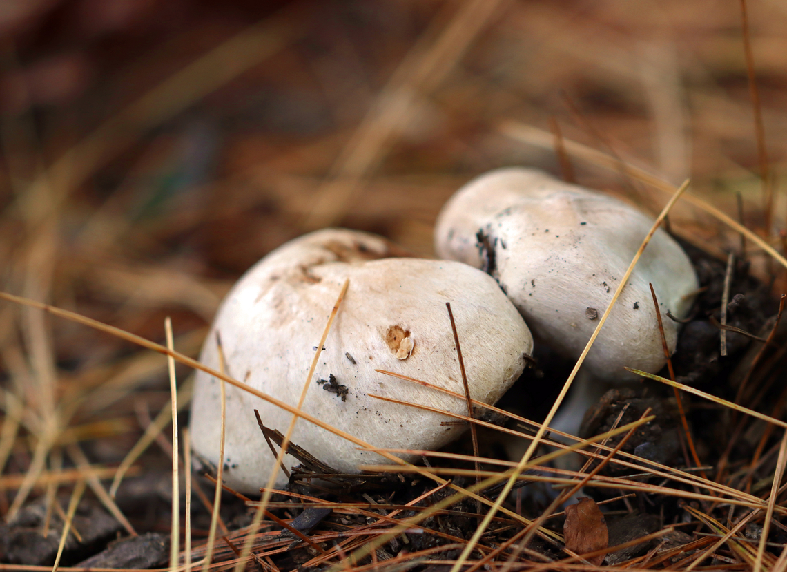 Webcap - Cortinarius sp. It might have had a fungal infection or could just be naturally &quot;hairy&quot;.<br />
<br />
Habitat: Growing under pine; Mixed forest Fall,Geotagged,United States,cortinarius,fungus,mushroom