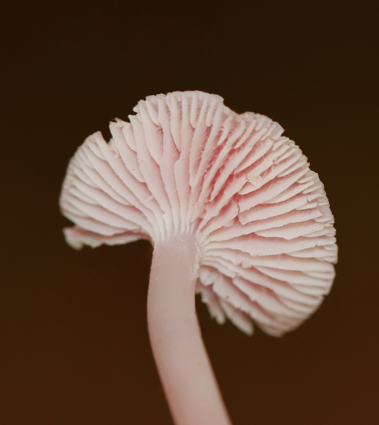 Rosy Bonnet - Mycena rosea Habitat: Growing under pine; mixed forest Fall,Geotagged,Mycena rosea,Rosy bonnet,United States,fungus,mushroom,mycena