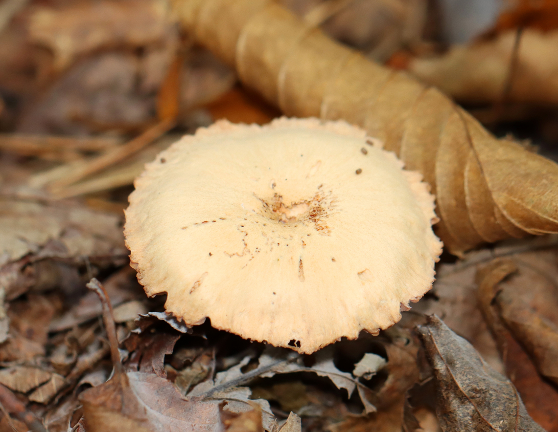Waxy Laccaria - Laccaria laccata *Species is tentative<br />
<br />
Habitat: Growing on the ground in a mixed forest.<br />
<figure class="photo"><a href="https://www.jungledragon.com/image/146311/waxy_laccaria_-_laccaria_laccata.html" title="Waxy Laccaria - Laccaria laccata"><img src="https://s3.amazonaws.com/media.jungledragon.com/images/3232/146311_thumb.jpg?AWSAccessKeyId=05GMT0V3GWVNE7GGM1R2&Expires=1759968010&Signature=qFKRc3fb1QJhws8%2F9fm9ahXs8%2FQ%3D" width="200" height="156" alt="Waxy Laccaria - Laccaria laccata *Species is tentative<br />
<br />
Habitat: Growing on the ground in a mixed forest.<br />
https://www.jungledragon.com/image/146311/waxy_laccaria_-_laccaria_laccata.html<br />
https://www.jungledragon.com/image/146313/pie.html<br />
https://www.jungledragon.com/image/146312/waxy_laccaria_-_laccaria_laccata.html Fall,Geotagged,Laccaria laccata,United States,Waxy laccaria" /></a></figure><br />
<figure class="photo"><a href="https://www.jungledragon.com/image/146313/pie.html" title="Pie?"><img src="https://s3.amazonaws.com/media.jungledragon.com/images/3232/146313_thumb.jpg?AWSAccessKeyId=05GMT0V3GWVNE7GGM1R2&Expires=1759968010&Signature=hgncXnJ0ut5a945xqRZoMy3Eu8g%3D" width="132" height="152" alt="Pie? *Species is tentative<br />
<br />
Habitat: Growing on the ground in a mixed forest.<br />
https://www.jungledragon.com/image/146311/waxy_laccaria_-_laccaria_laccata.html<br />
https://www.jungledragon.com/image/146313/pie.html<br />
https://www.jungledragon.com/image/146312/waxy_laccaria_-_laccaria_laccata.html Fall,Geotagged,Laccaria laccata,United States,Waxy laccaria" /></a></figure><br />
<figure class="photo"><a href="https://www.jungledragon.com/image/146312/waxy_laccaria_-_laccaria_laccata.html" title="Waxy Laccaria - Laccaria laccata"><img src="https://s3.amazonaws.com/media.jungledragon.com/images/3232/146312_thumb.jpg?AWSAccessKeyId=05GMT0V3GWVNE7GGM1R2&Expires=1759968010&Signature=YpKPWCTridyw2NkkjxosRbxHvYY%3D" width="200" height="160" alt="Waxy Laccaria - Laccaria laccata *Species is tentative<br />
<br />
Habitat: Growing on the ground in a mixed forest.<br />
https://www.jungledragon.com/image/146311/waxy_laccaria_-_laccaria_laccata.html<br />
https://www.jungledragon.com/image/146313/pie.html<br />
https://www.jungledragon.com/image/146312/waxy_laccaria_-_laccaria_laccata.html Fall,Geotagged,Laccaria laccata,United States,Waxy laccaria,fungus,laccaria,mushroom" /></a></figure> Fall,Geotagged,Laccaria laccata,United States,Waxy laccaria