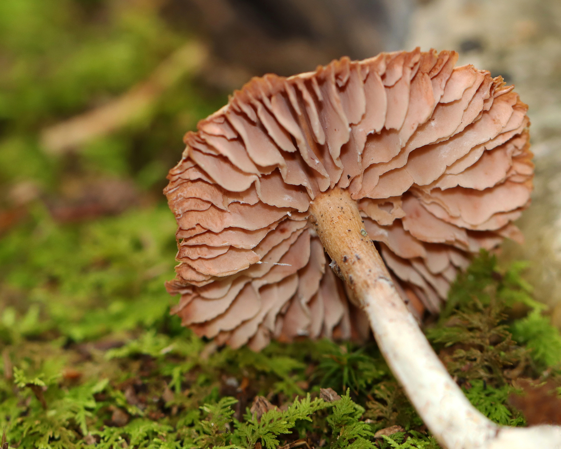 Waxy Laccaria - Laccaria laccata *Species is tentative<br />
<br />
Habitat: Growing on the ground in a mixed forest.<br />
<figure class="photo"><a href="https://www.jungledragon.com/image/146311/waxy_laccaria_-_laccaria_laccata.html" title="Waxy Laccaria - Laccaria laccata"><img src="https://s3.amazonaws.com/media.jungledragon.com/images/3232/146311_thumb.jpg?AWSAccessKeyId=05GMT0V3GWVNE7GGM1R2&Expires=1767225610&Signature=NcI8ZUAf7LE6ggpm%2FSA385p7TPY%3D" width="200" height="156" alt="Waxy Laccaria - Laccaria laccata *Species is tentative<br />
<br />
Habitat: Growing on the ground in a mixed forest.<br />
https://www.jungledragon.com/image/146311/waxy_laccaria_-_laccaria_laccata.html<br />
https://www.jungledragon.com/image/146313/pie.html<br />
https://www.jungledragon.com/image/146312/waxy_laccaria_-_laccaria_laccata.html Fall,Geotagged,Laccaria laccata,United States,Waxy laccaria" /></a></figure><br />
<figure class="photo"><a href="https://www.jungledragon.com/image/146313/pie.html" title="Pie?"><img src="https://s3.amazonaws.com/media.jungledragon.com/images/3232/146313_thumb.jpg?AWSAccessKeyId=05GMT0V3GWVNE7GGM1R2&Expires=1767225610&Signature=UKxlT3SOtpDWPhOz55HB2c2sY%2B4%3D" width="132" height="152" alt="Pie? *Species is tentative<br />
<br />
Habitat: Growing on the ground in a mixed forest.<br />
https://www.jungledragon.com/image/146311/waxy_laccaria_-_laccaria_laccata.html<br />
https://www.jungledragon.com/image/146313/pie.html<br />
https://www.jungledragon.com/image/146312/waxy_laccaria_-_laccaria_laccata.html Fall,Geotagged,Laccaria laccata,United States,Waxy laccaria" /></a></figure><br />
<figure class="photo"><a href="https://www.jungledragon.com/image/146312/waxy_laccaria_-_laccaria_laccata.html" title="Waxy Laccaria - Laccaria laccata"><img src="https://s3.amazonaws.com/media.jungledragon.com/images/3232/146312_thumb.jpg?AWSAccessKeyId=05GMT0V3GWVNE7GGM1R2&Expires=1767225610&Signature=daJs%2FpyhnM0eGezCTx83XQxk3qo%3D" width="200" height="160" alt="Waxy Laccaria - Laccaria laccata *Species is tentative<br />
<br />
Habitat: Growing on the ground in a mixed forest.<br />
https://www.jungledragon.com/image/146311/waxy_laccaria_-_laccaria_laccata.html<br />
https://www.jungledragon.com/image/146313/pie.html<br />
https://www.jungledragon.com/image/146312/waxy_laccaria_-_laccaria_laccata.html Fall,Geotagged,Laccaria laccata,United States,Waxy laccaria,fungus,laccaria,mushroom" /></a></figure> Fall,Geotagged,Laccaria laccata,United States,Waxy laccaria,fungus,laccaria,mushroom